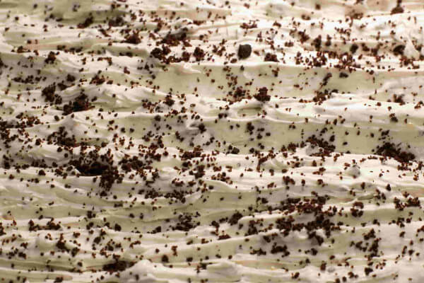 Джелато Сирник